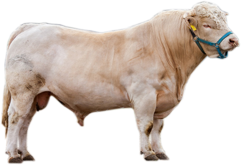 Adult Charolais cattle