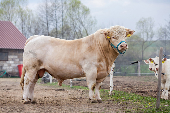 Charolais cattle