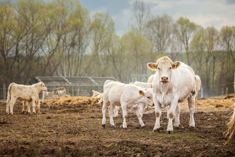 Charolais calfs